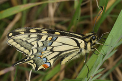 Papilio machaon syriacus
