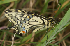Papilio machaon syriacus