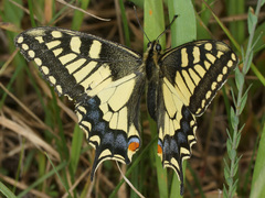 Papilio machaon syriacus