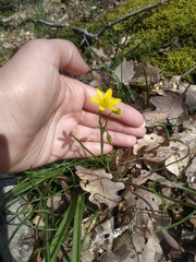 Gagea chrysantha