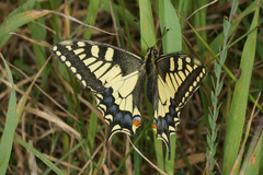 Papilio machaon syriacus