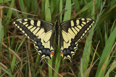 Papilio machaon syriacus