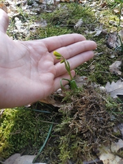 Gagea chrysantha