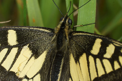Papilio machaon syriacus