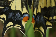 Papilio machaon syriacus