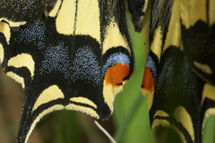 Papilio machaon syriacus
