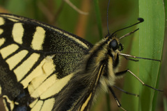 Papilio machaon syriacus