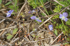 Veronica syriaca
