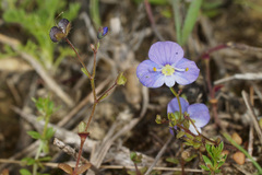 Veronica syriaca