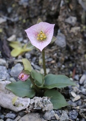 Pseudotrillium rivale