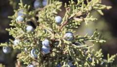 Juniperus