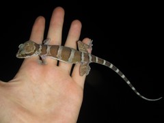 Cyrtodactylus mcdonaldi