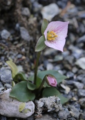 Pseudotrillium rivale