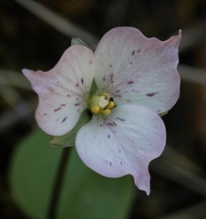 Pseudotrillium rivale