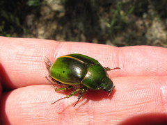 Stethaspis suturalis