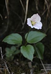 Pseudotrillium rivale