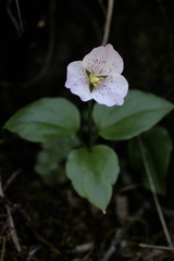 Pseudotrillium rivale