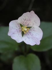 Pseudotrillium rivale