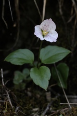 Pseudotrillium rivale