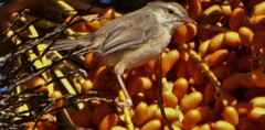 Prinia subflava pondoensis
