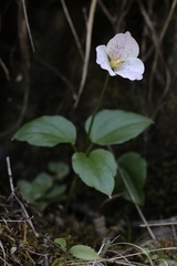 Pseudotrillium rivale