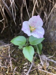 Pseudotrillium rivale