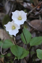 Pseudotrillium rivale