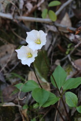 Pseudotrillium rivale