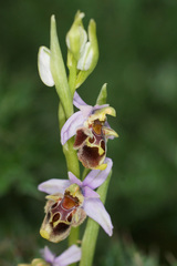 Ophrys fuciflora heterochila