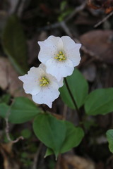Pseudotrillium rivale