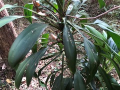 Cordyline petiolaris