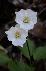 Pseudotrillium rivale