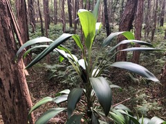 Cordyline petiolaris