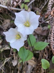 Pseudotrillium rivale
