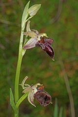 Ophrys mammosa