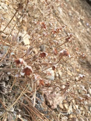 Eriogonum robustum