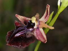 Ophrys mammosa
