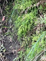 Adiantum aethiopicum