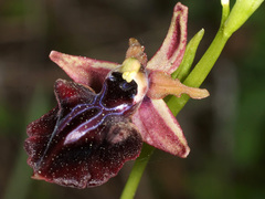 Ophrys mammosa