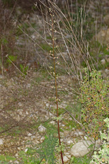 Scrophularia heterophylla