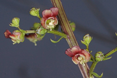 Scrophularia heterophylla
