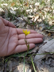 Gagea chrysantha