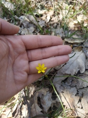 Gagea chrysantha