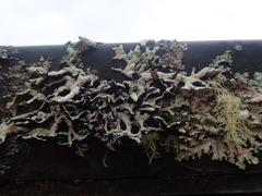 Hypogymnia subphysodes