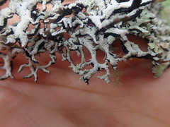 Hypogymnia subphysodes