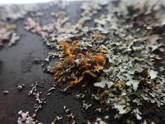 Teloschistes velifer