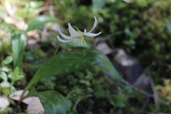 Erythronium citrinum