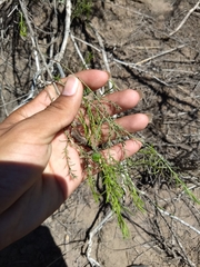 Xylothamia diffusa