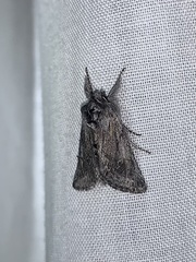 Pleromelloida bonuscula