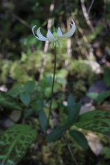 Erythronium citrinum